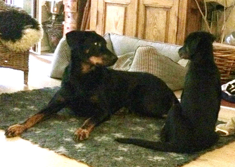 Tipo und Cleo am Strand.