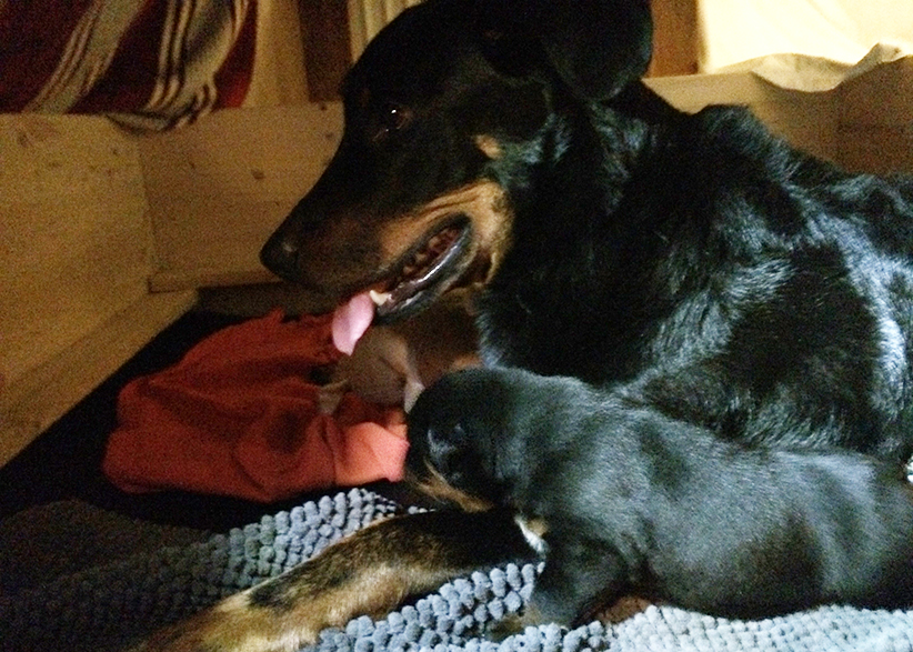 Der Beauceronwelpe Tipo mit seiner Mutter