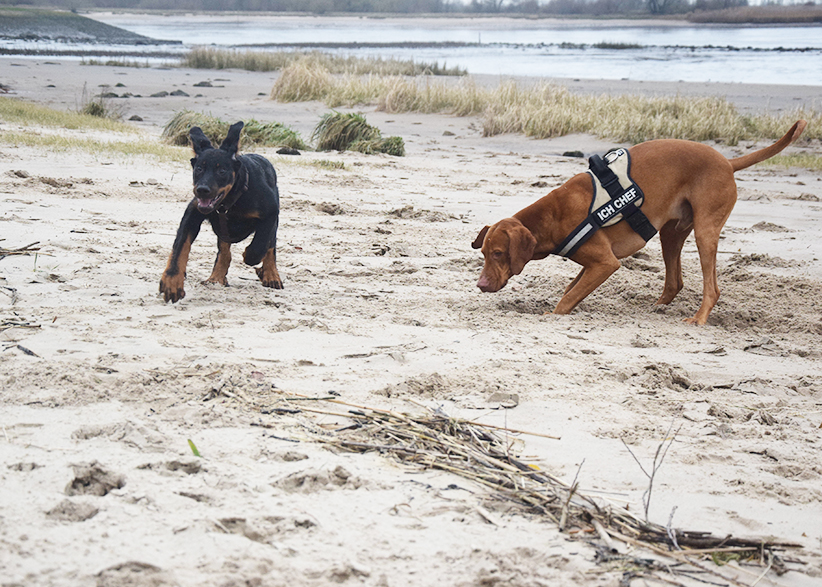 Tipo trifft auf Magyar Vizslar-Rüden an der Weser.