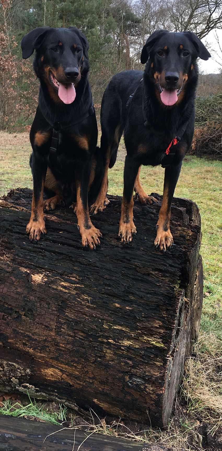 zwei Beauceron