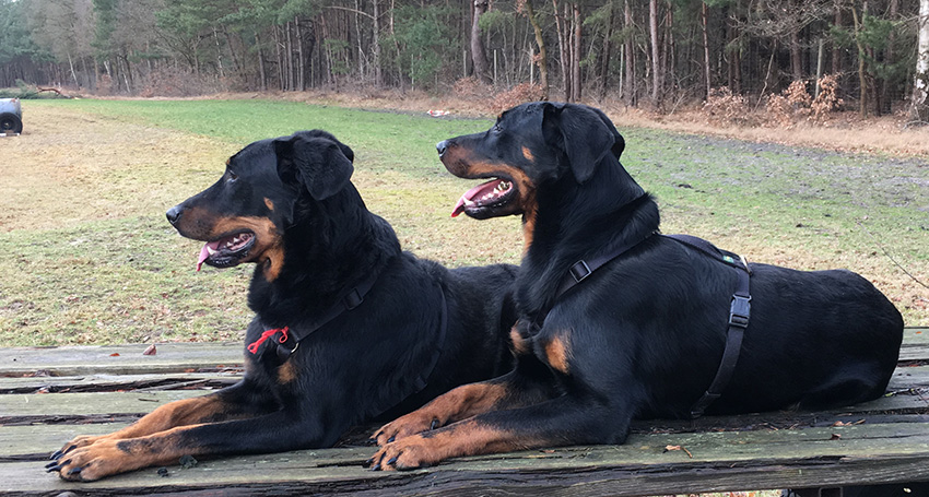 zwei Beauceron von vorne
