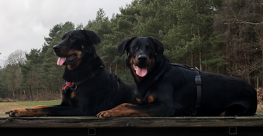 sehr schönes Foto von zwei Beauceron. Mutter und Sohn.