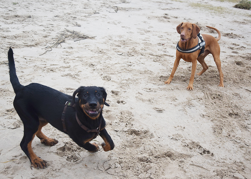 Tipo trifft auf Magyar Vizslar-Rüden an der Weser.