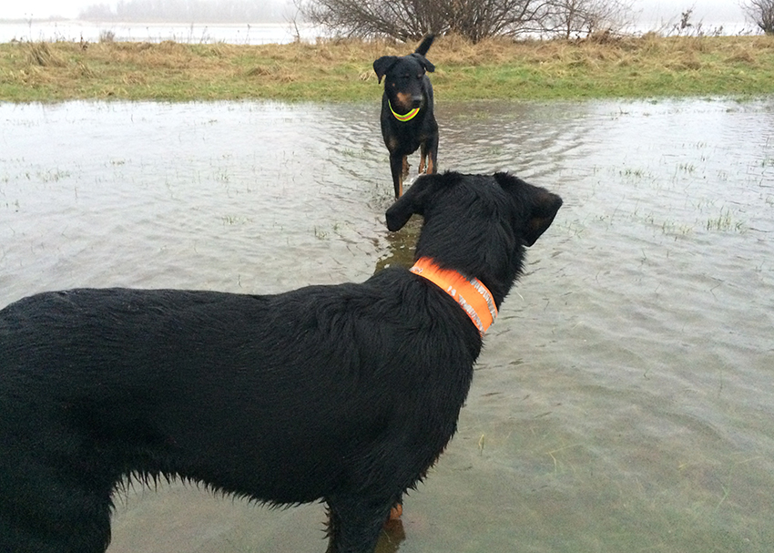 Sturmflut mit 2 Beauceron.