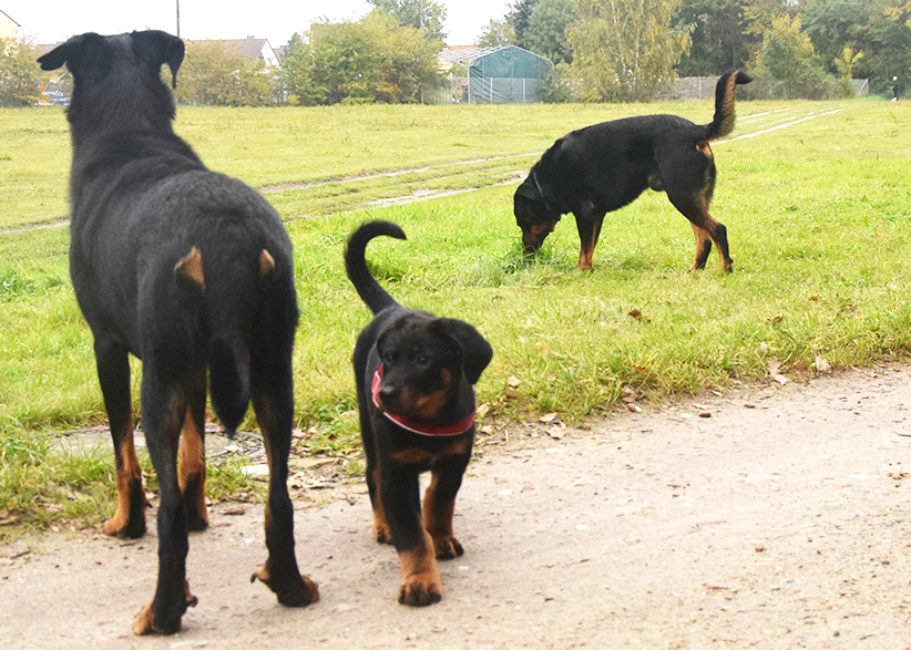 Eine Beauceron Familie auch in einer offenen Fläche völlig unkompliziert.