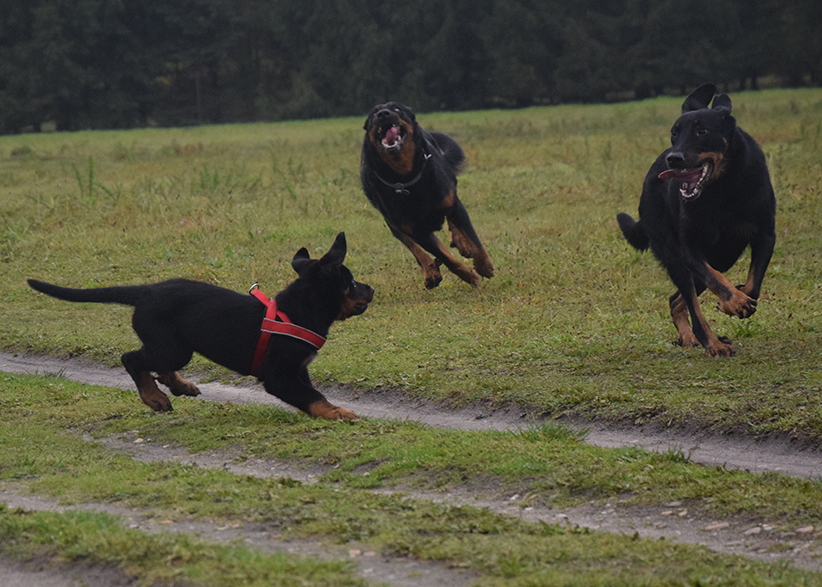 Eine Beauceron Familie rennt.