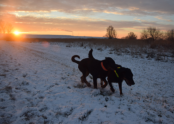 Die Sonne kommt langsam über den Deich.