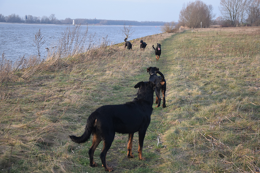 5 Beauceron