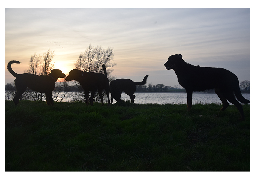 5 Beauceron wie ein Scherenschnitt.