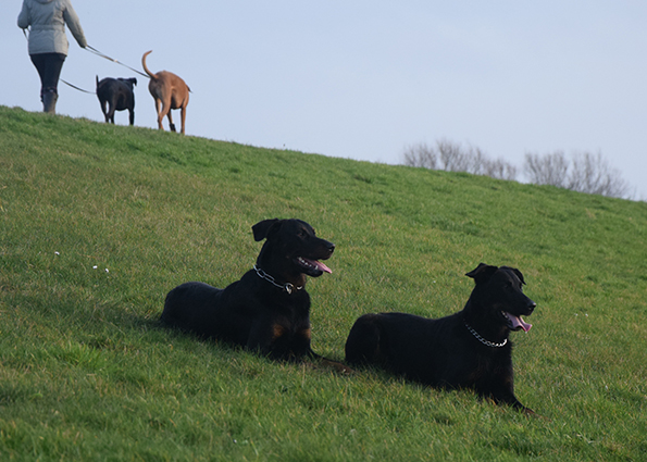 Die Beauceron Eron und Ami sind im Gehorsam am Deich abgelegt.