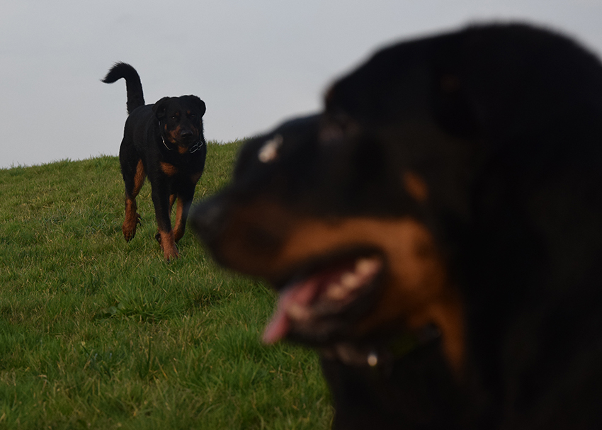 Hiver de Lusan und im Vordergrund Cleo und Tipo.
