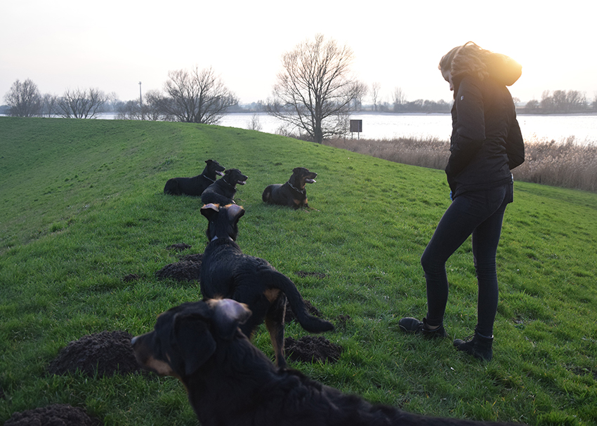 5 Beauceron auf dem Deich.