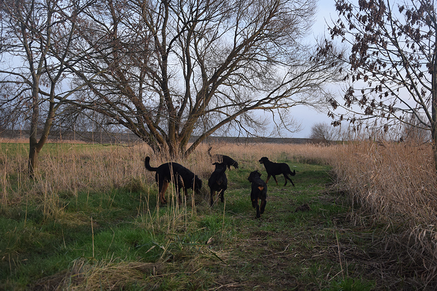 5 Beauceron im trockenen Gras.