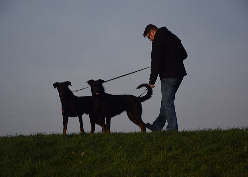 Mit den Beauceron auf dem Deich.