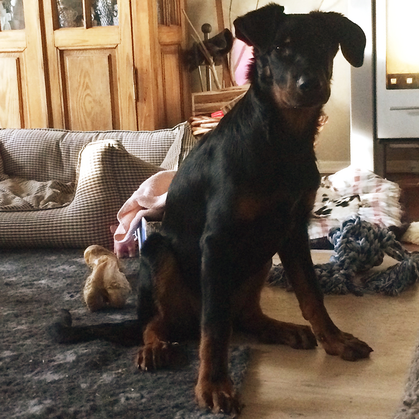 2 Beauceron im Schnee unterwegs.