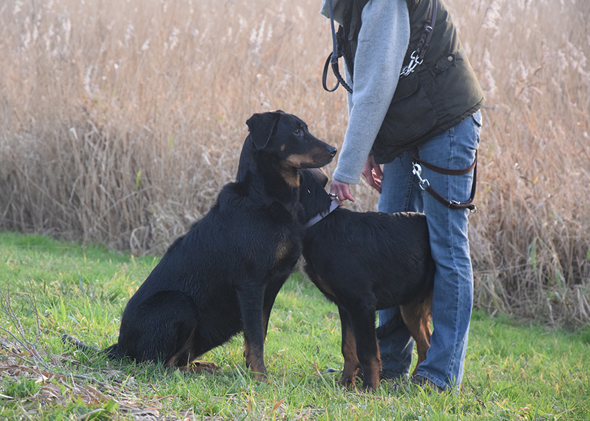 Cleo schaut immer gern in die Ferne.