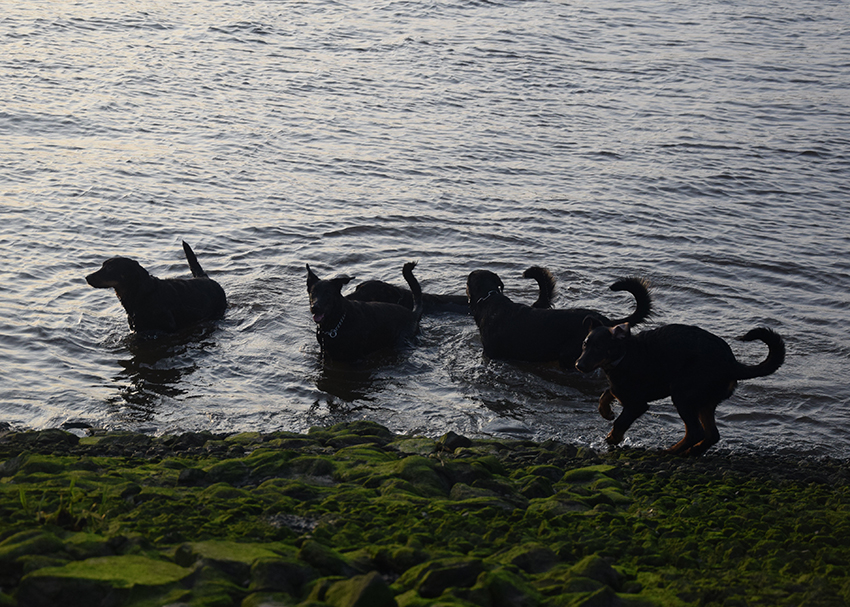 5 Beauceron schwimmen in der Weser.