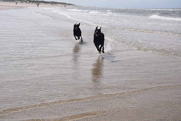 Toben der Beauceron am Nordseestrand.