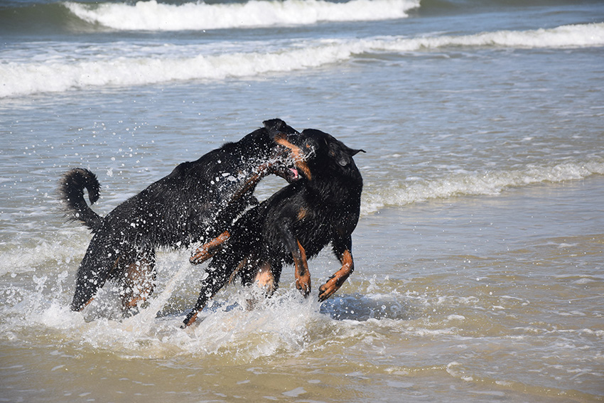 Toben in der Nordsee.