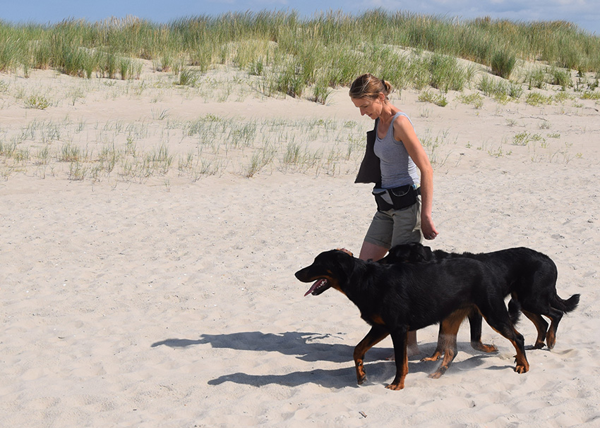 Gemeinsam mit zwei Beauceron unterwegs.