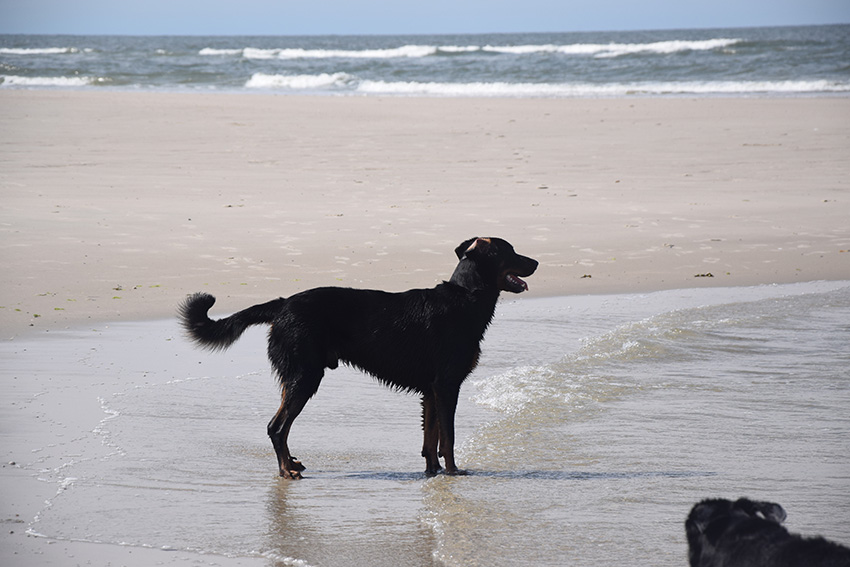 Beauceronruede fast ein Jahr alt.