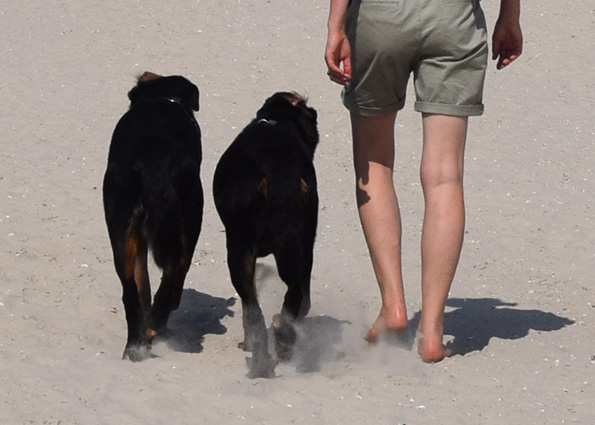 Zwei Beauceron Beifuss.