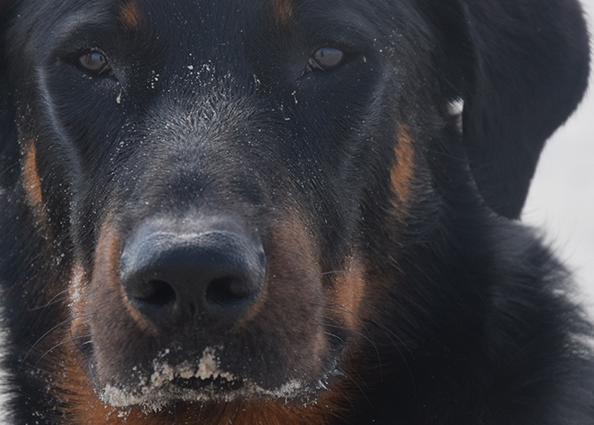 Close up Beauceron
