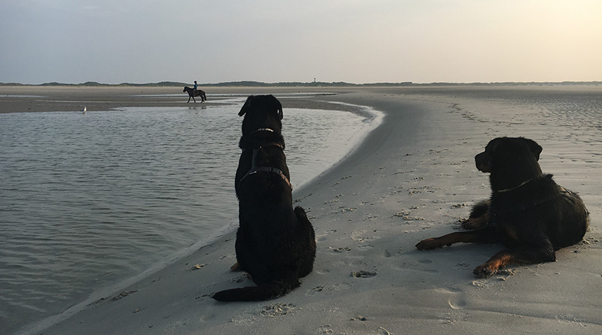 Cleo und Tipo beobachten einen Reiter am Strand.