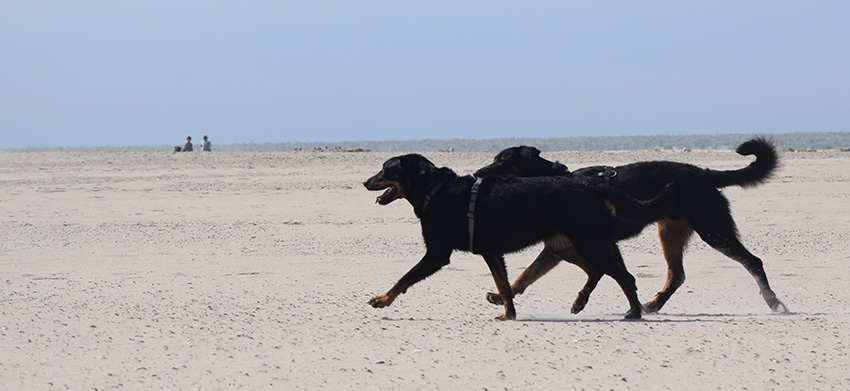 Zwei am Strand Beauceron im Trab.
