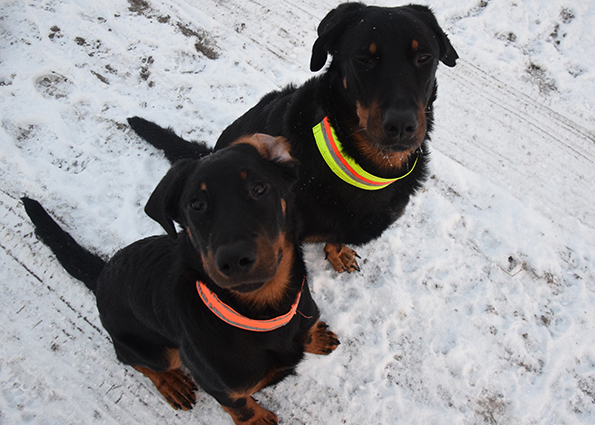 Ein Portrait von Cleo und Tipo.