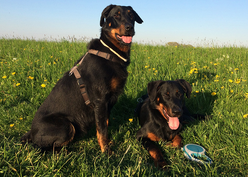 Abendspaziergang mit Beauceron Mutter und Sohn.