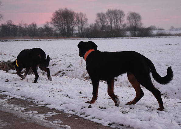 Junger Beauceronrüde.