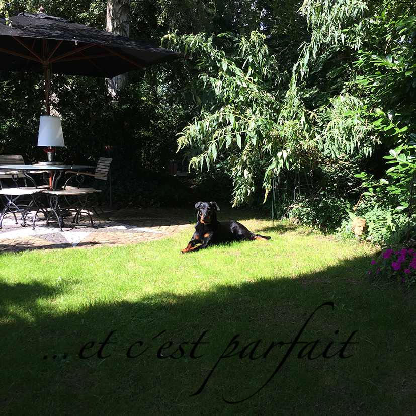 55. Tag der Trächtigkeit und Cleo hat 7 kg an Gewicht zugenommen. Sie fühlt sich aber sehr wohl und wir gehen täglich unsere 8 km spazieren.