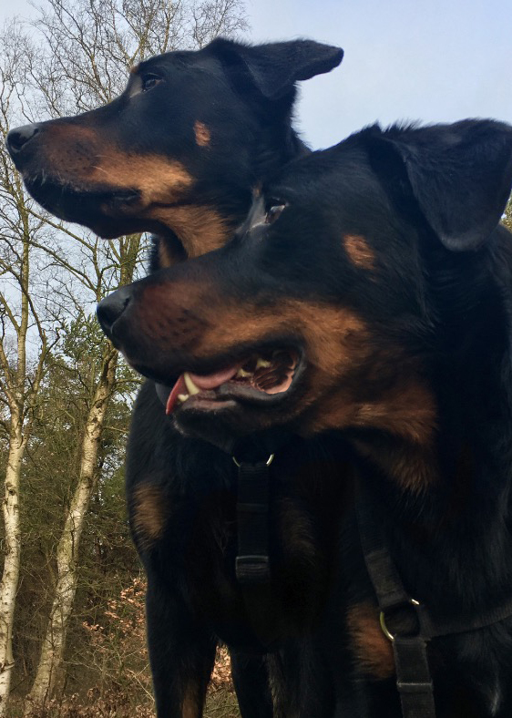 Beauceron