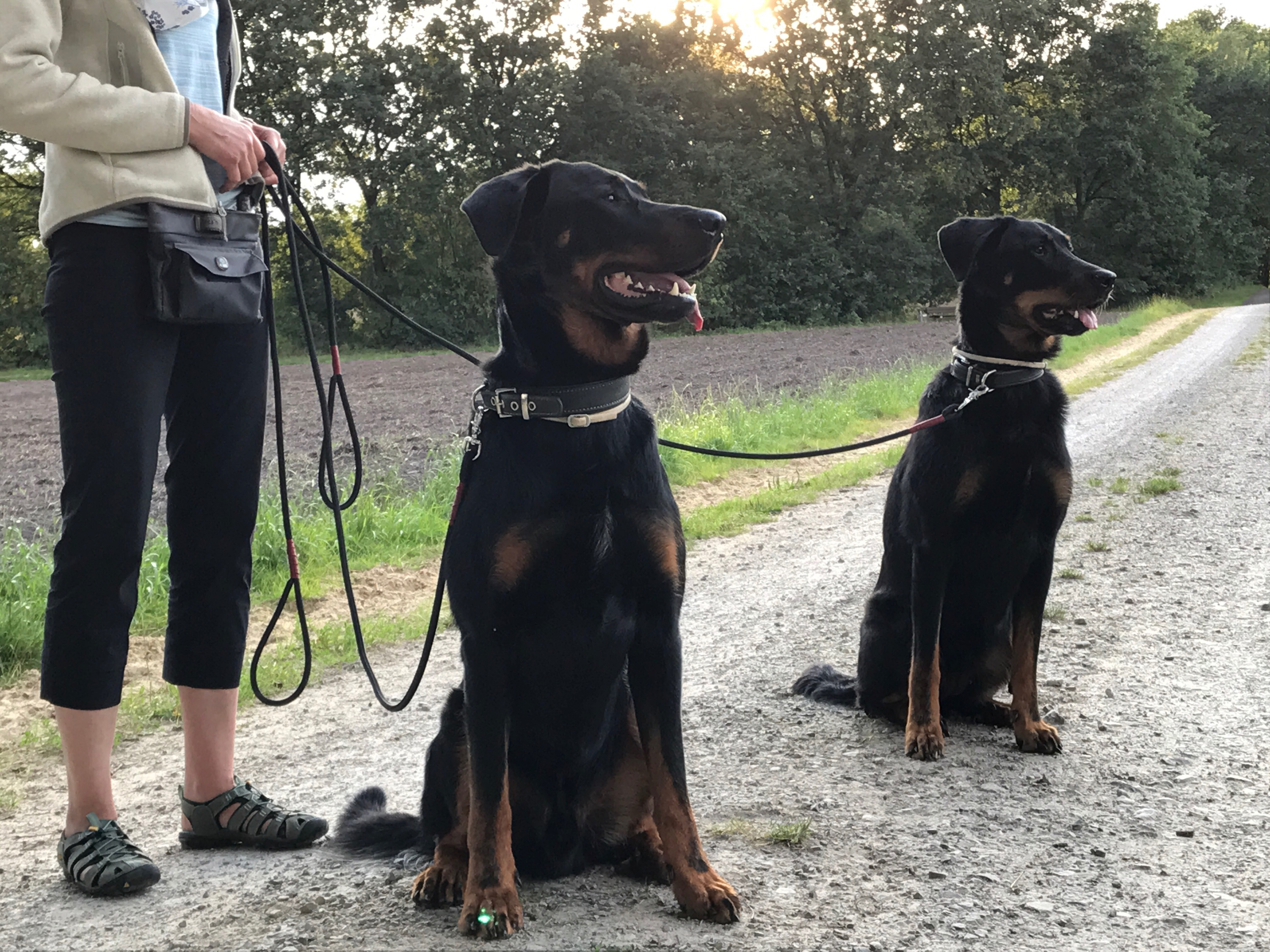 zwei Beauceron