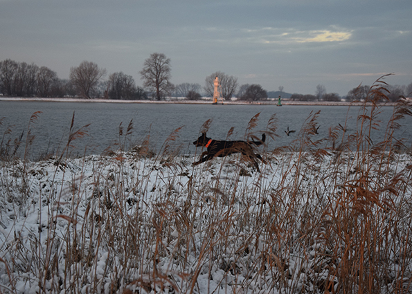Gestreckter Galopp durchs Schilf