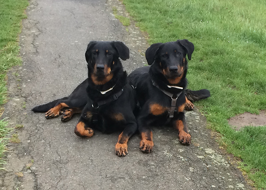 Beauceron Mutter und der fast acht Monate alte Sohn.