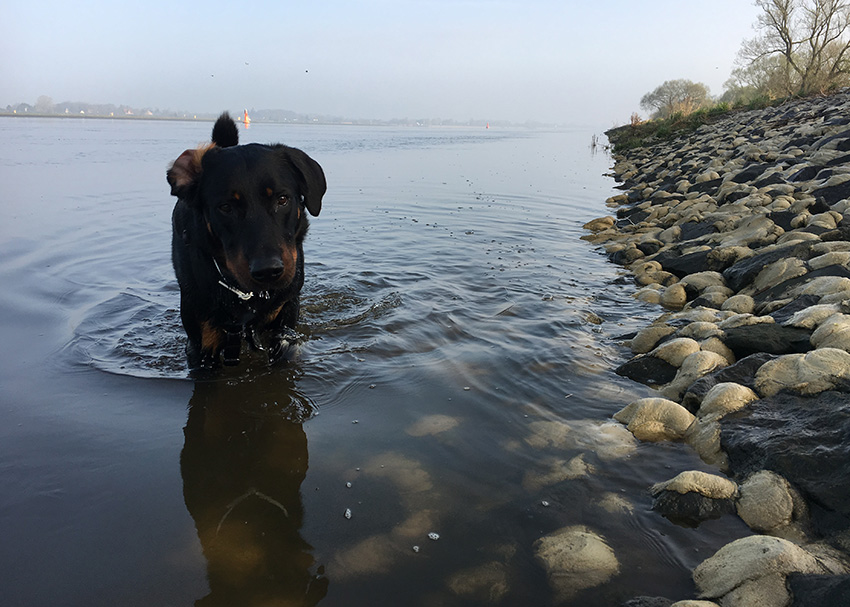 Tipo in der Weser