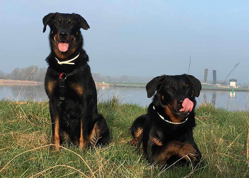 Zwei Mal Zunge der Beauceron