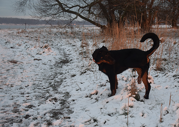 Tipo pinkelt mit erhobenen Bein. 