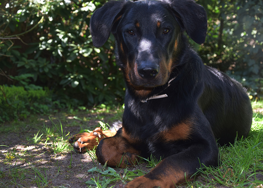 Neun Monate alter Beauceronrüde.