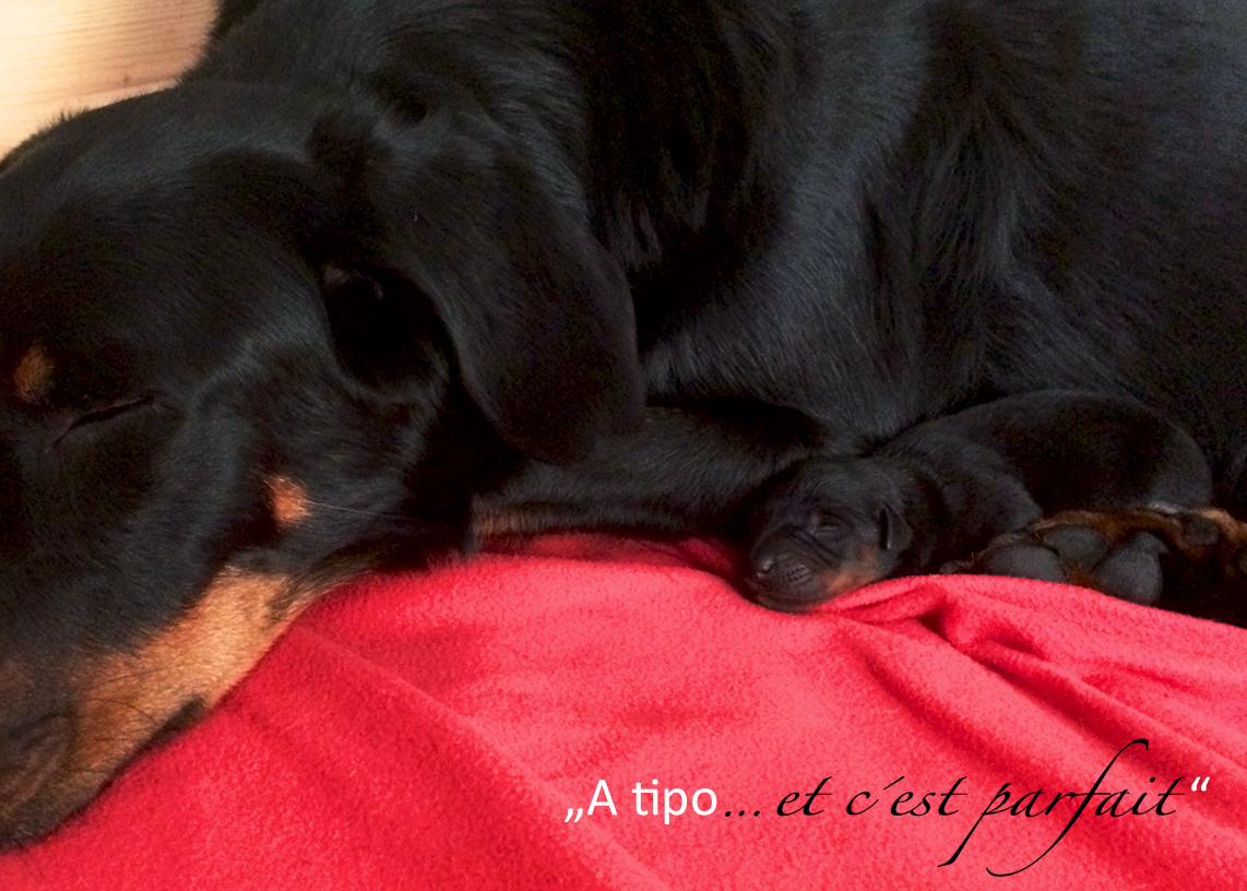 Der inzwischen 2 Tage alte Welpe von Cleo bekommt den Namen „A tipo et c'est parfait”.