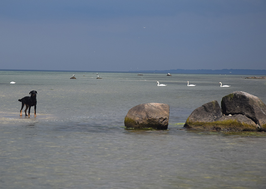 Traumhafte Szenerie am Ostseestrand.
