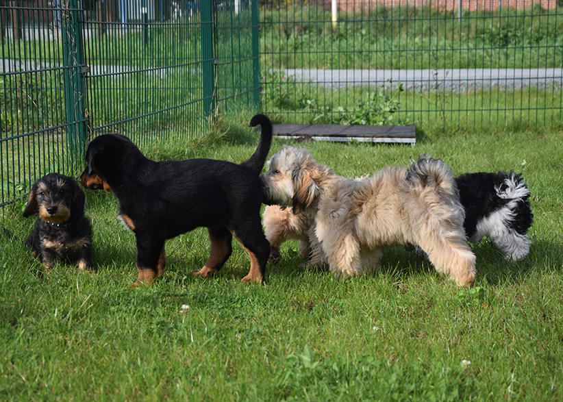 Aller erste Begegnung mit anderen Welpen.