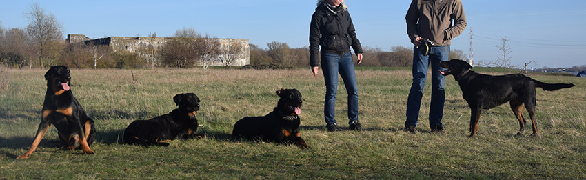 Die vier Beauceron