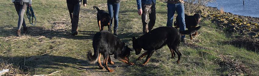 vier Beauceron in Bewegung