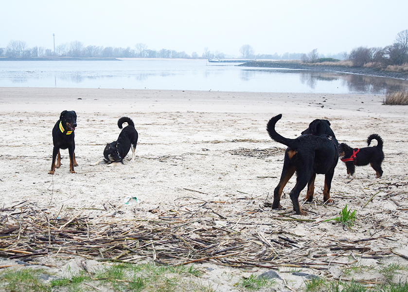 Beauceron beim Spazieren gehen.