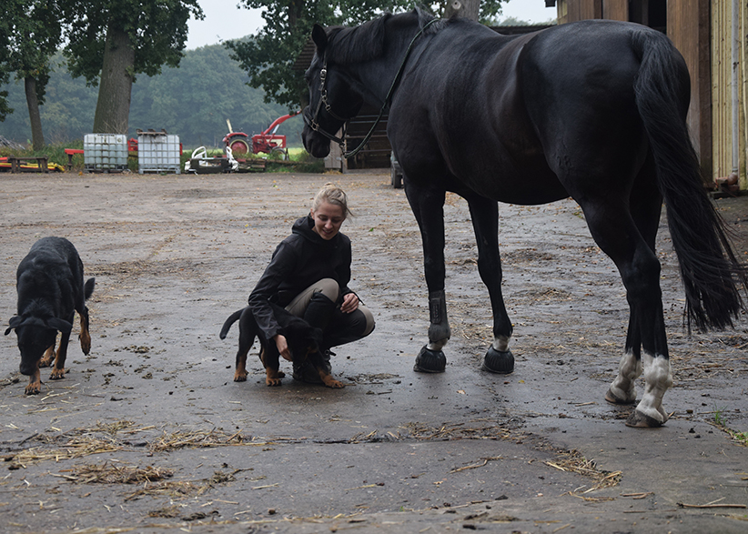 Im Stall bei den Pferden.