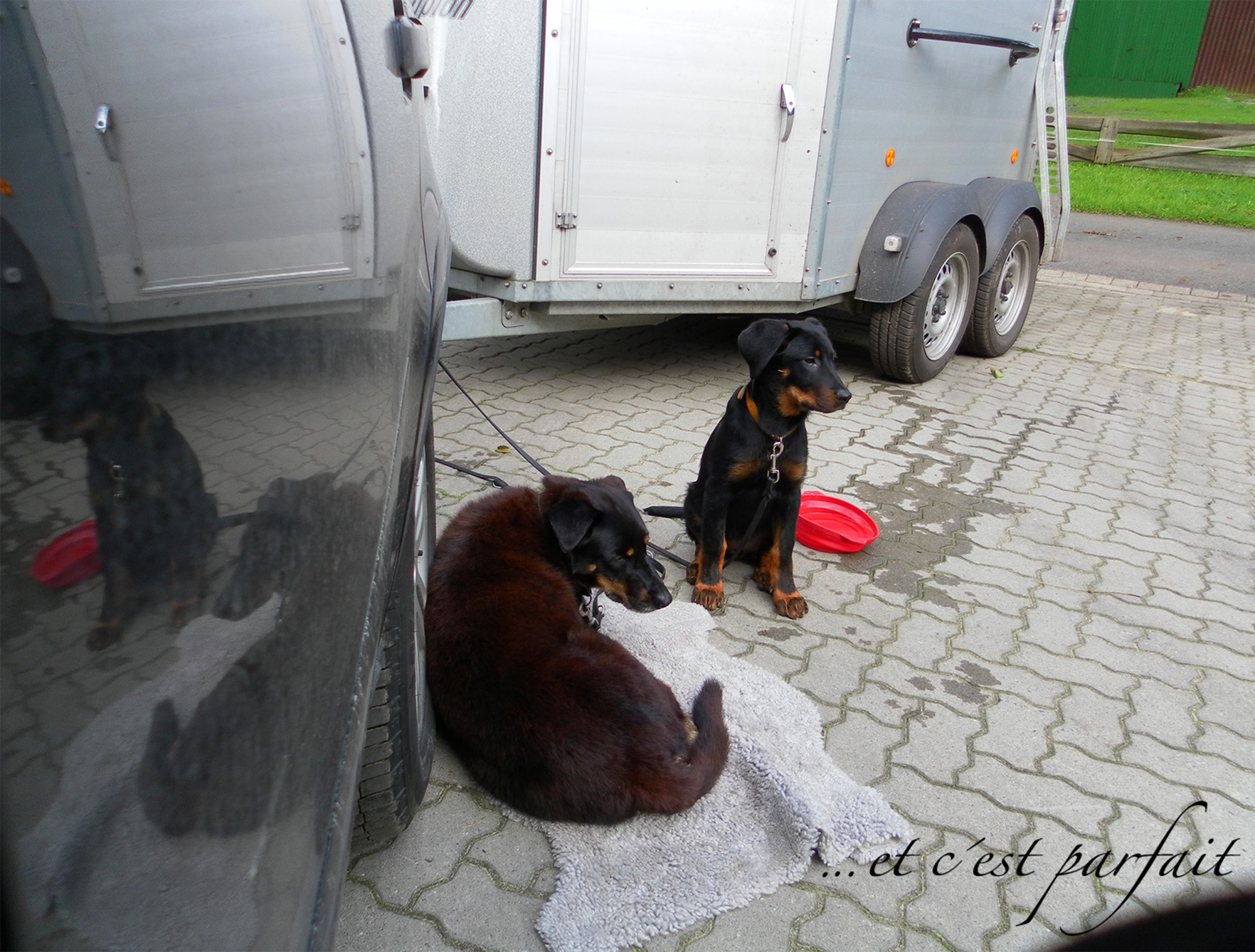 Cleo noch klein und Princess mit Pferdehänger