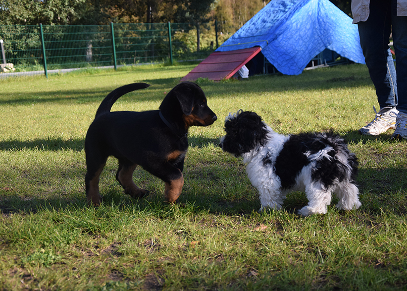 Aufforderung zum Spielen